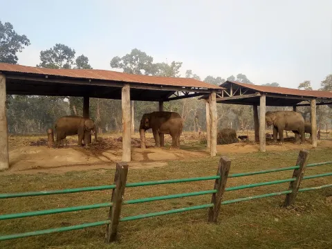 Wild elephant spotted during a wildlife safari in Chitwan