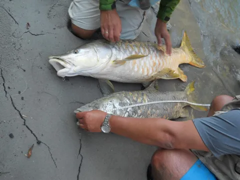 Angler exploring remote Karnali River fishing grounds