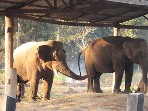 Chitwan National Park Jeep Safari Wildlife Tour