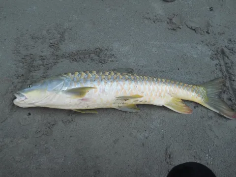 Angler fishing from the Bheri River shoreline