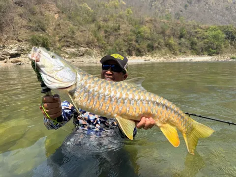 Golden Mahseer Fishing Season in Nepal: October and November Guide